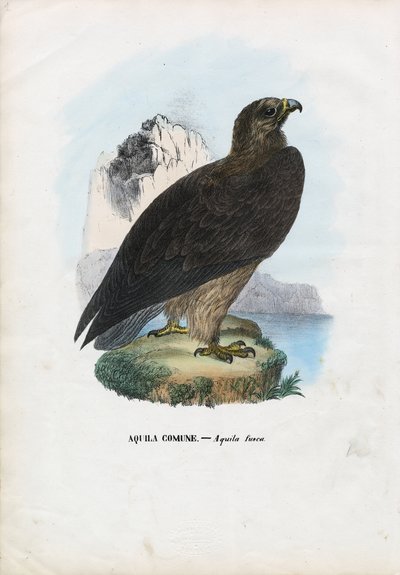 Fahladler, 1863-79 von Raimundo Petraroja